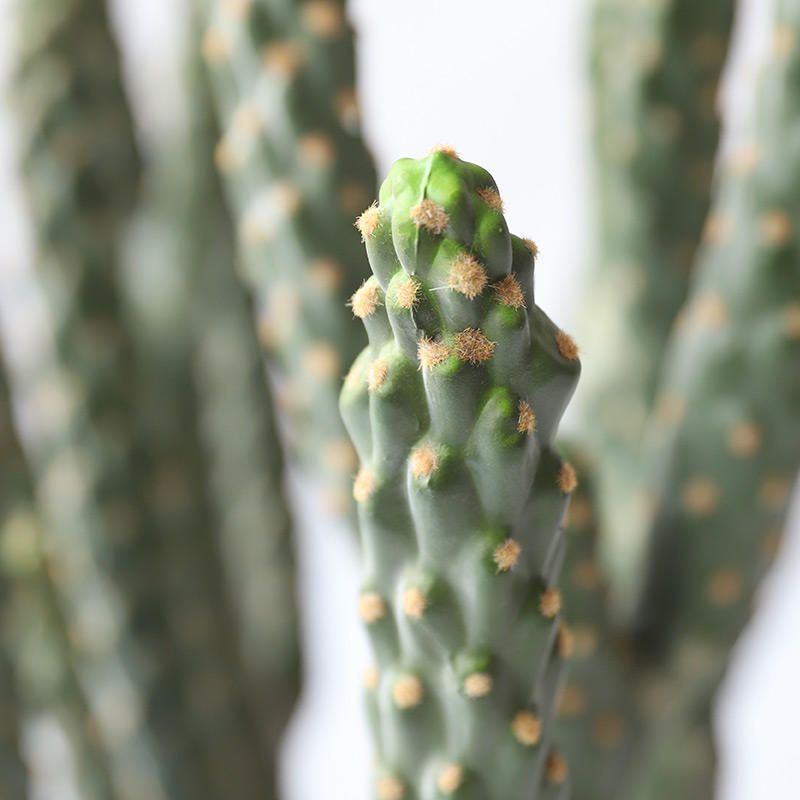 Columnar Cactus Potted Plant 5