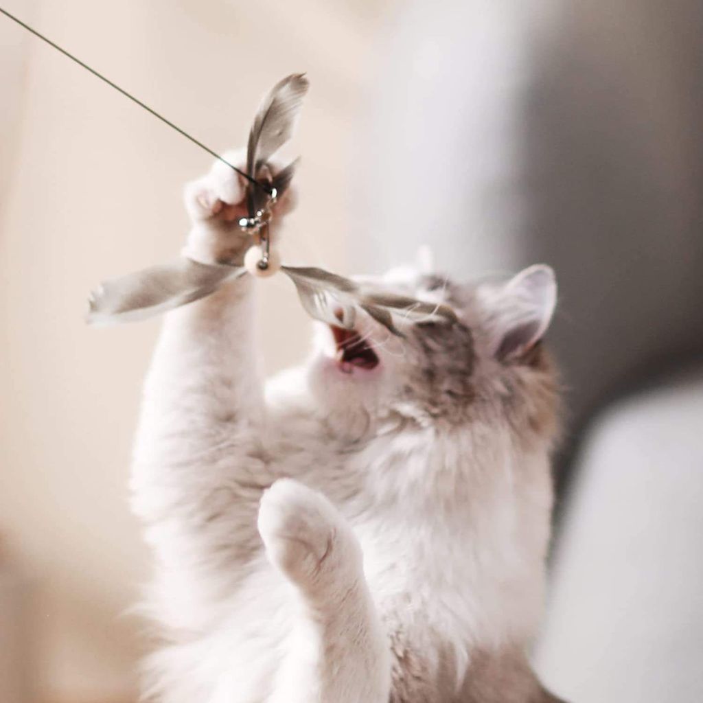 Cat Temptation Toy 3