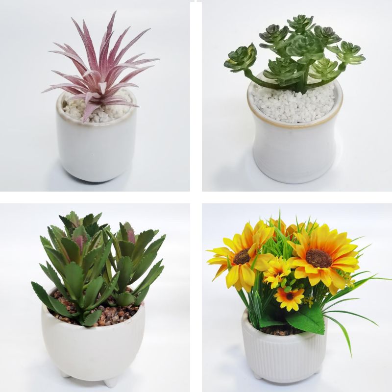 Succulent Plant Potting Set