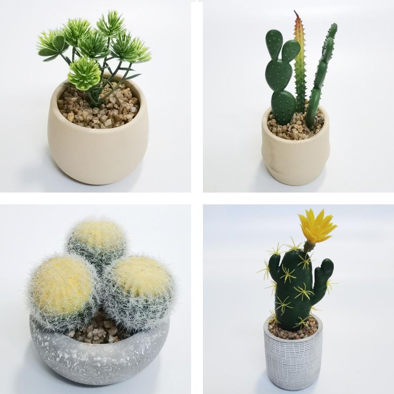 Succulent Plant Potting Set