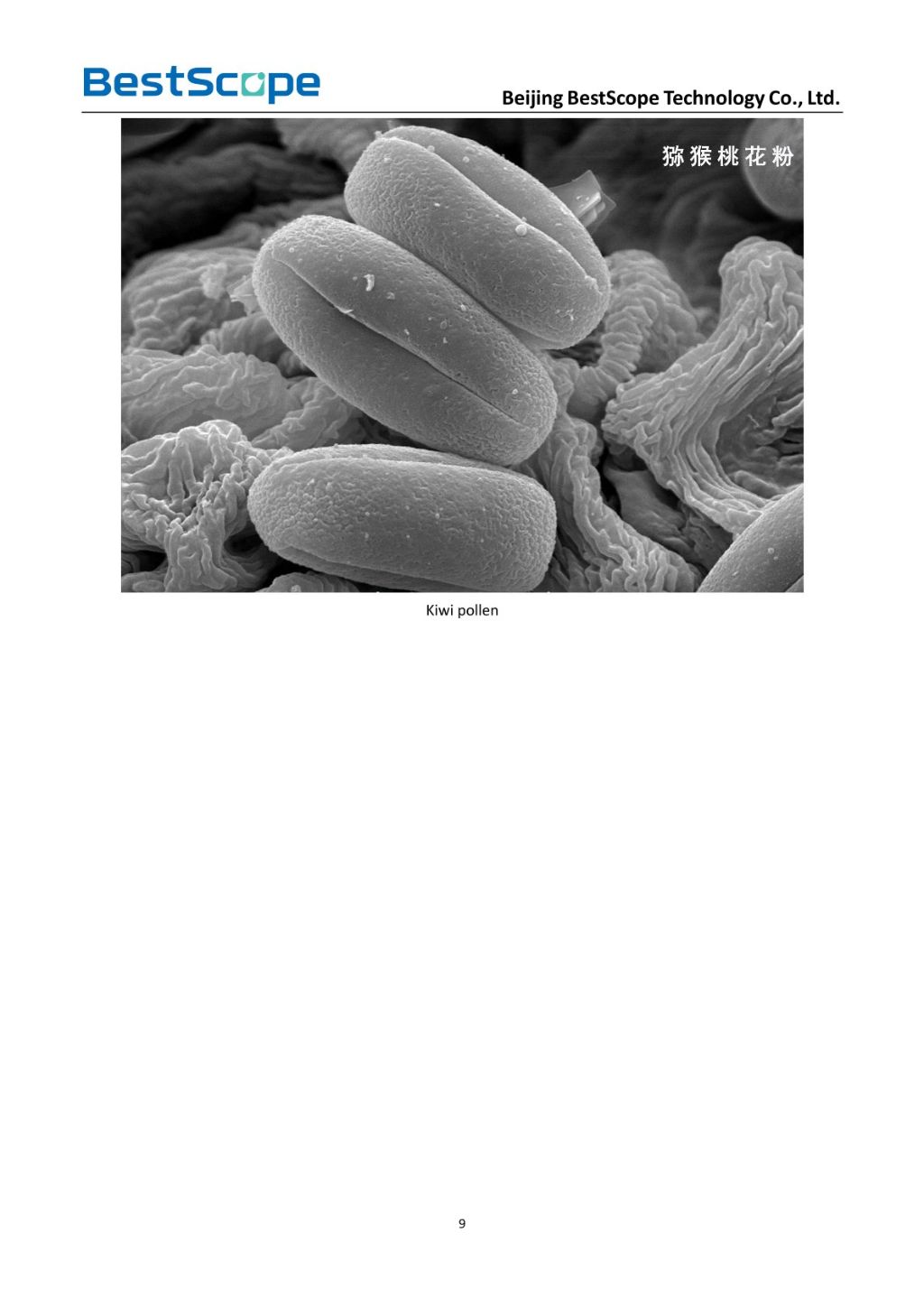 BSEM-691 Tungsten Filament Scanning Electron Microscope 8